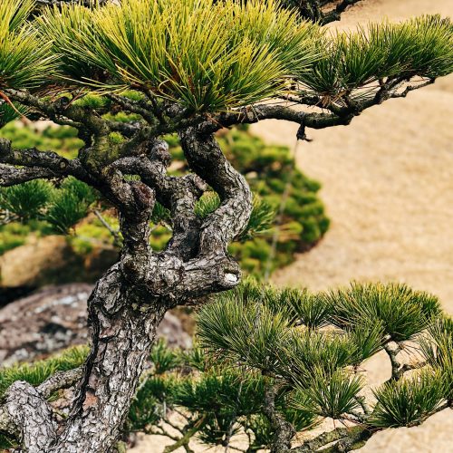 Parc Suizenji, jardin japonais, Kumamoto, Tokaido