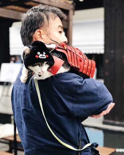 Château de Kumamoto, travaux, Japon, Kyushu, chat samourai