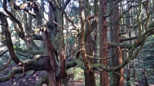sud de la caldeira du mont Aso, Kumamoto, Kyushu, Itinéraire, Japon, cèdre