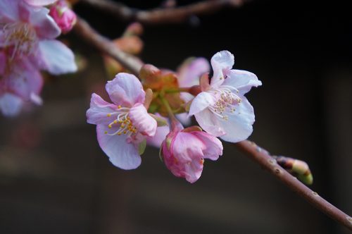 Kawagoe, Seibu Railway, Saitama, près de Tokyo, sakura