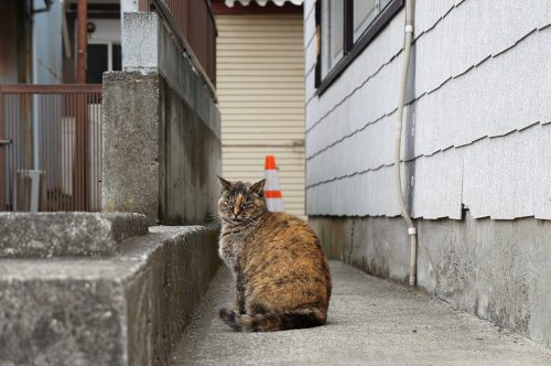 Ryokan Ebisuya, Enoshima, Japon, chat