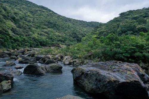 Le fleuve Urauchi sur l'île d'Iriomote dans la Préfecture d'Okinawa, Japon