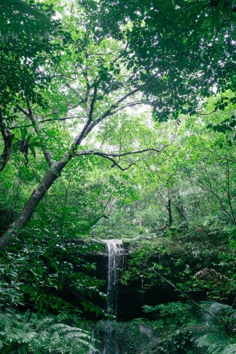 La végétation dense de la jungle de l'île d'Iriomote dans la Préfecture d'Okinawa, Japon