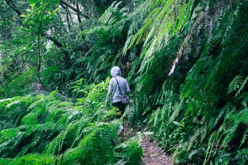 Randonnée dans la jungle de l'île d'Iriomote dans la Préfecture d'Okinawa, Japon