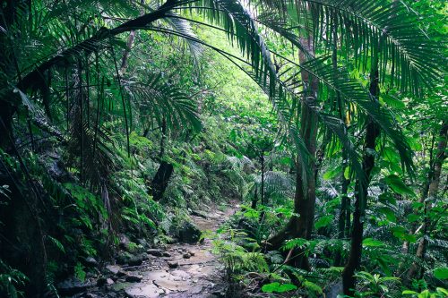 Randonnée dans la jungle de l'île d'Iriomote dans la Préfecture d'Okinawa, Japon