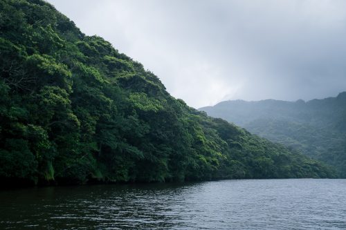 Le fleuve Urauchi sur l'île d'Iriomote dans la Préfecture d'Okinawa, Japon