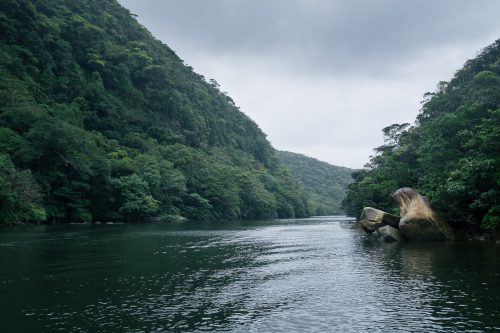 Le fleuve Urauchi, à la découverte de la jungle d’Iriomote