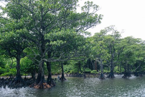 Mangrove sur le fleuve Urauchi sur l'île d'Iriomote dans la Préfecture d'Okinawa, Japon