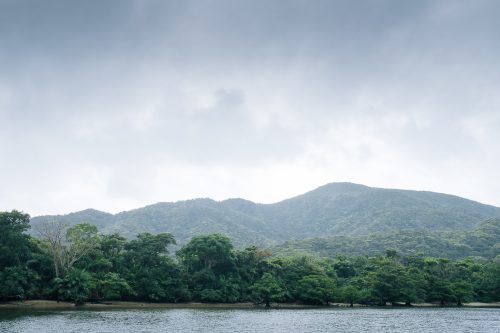 Le fleuve Urauchi sur l'île d'Iriomote dans la Préfecture d'Okinawa, Japon
