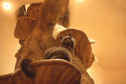 S’offrir une pause dans un bar à chats à Tokyo