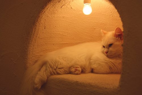 L'un des chats du café Temari no Oshiro dans le quartier de Kichijoji à Tokyo, Japon