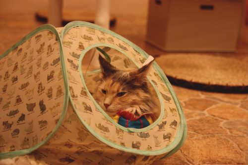 L'un des chats du café Temari no Oshiro dans le quartier de Kichijoji à Tokyo, Japon