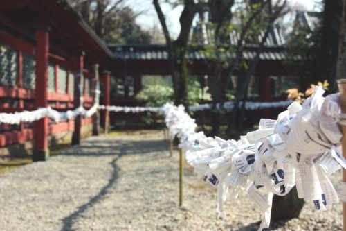 Tsutsuji Matsuri, Azalées, Sanctuaire Nezu-jinja,Tokyo, floraisons