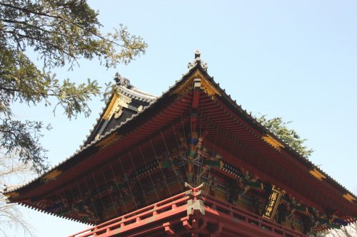 Tsutsuji Matsuri, Azalées, Sanctuaire Nezu-jinja,Tokyo, floraisons