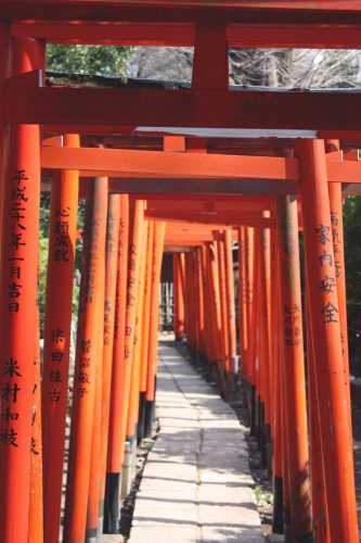 Tsutsuji Matsuri, Azalées, Sanctuaire Nezu-jinja,Tokyo, torii