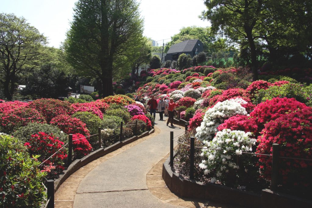 Les milliers d’azalées du Tsutsuji Matsuri en plein Tokyo