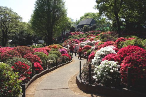 Les milliers d’azalées du Tsutsuji Matsuri en plein Tokyo