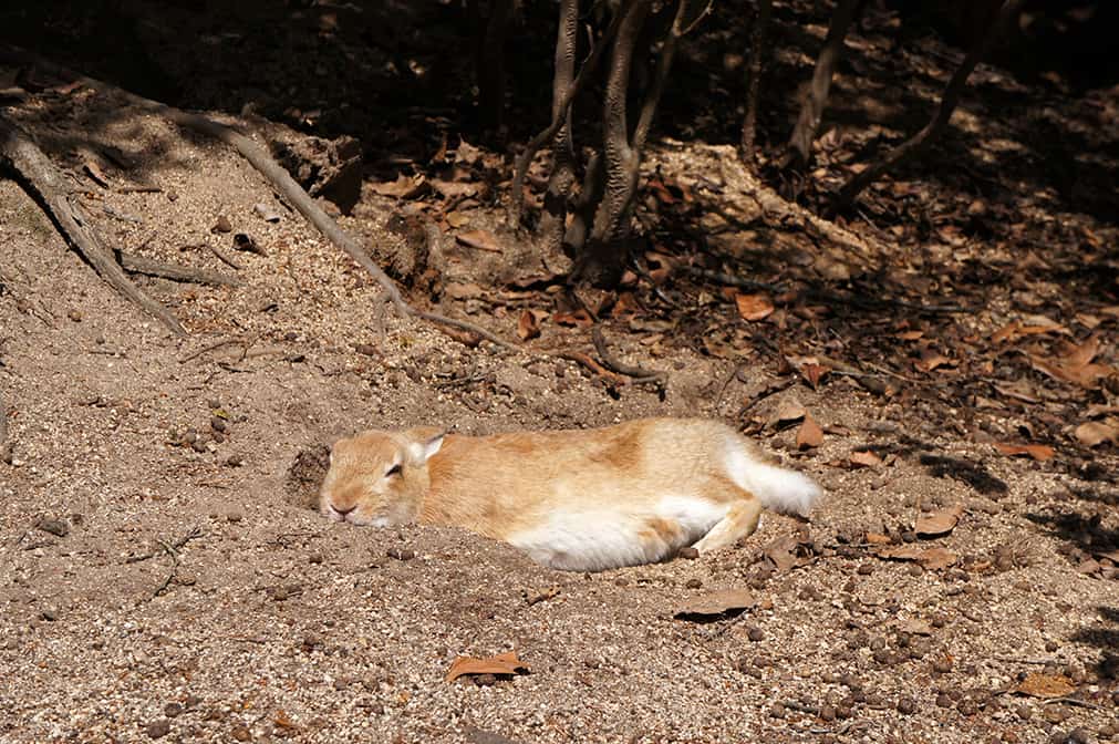 Sieste au soleil sur l'île des lapins