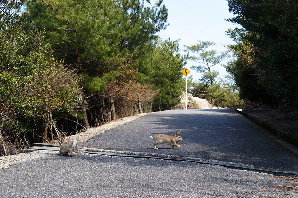 Lapins traversant la route
