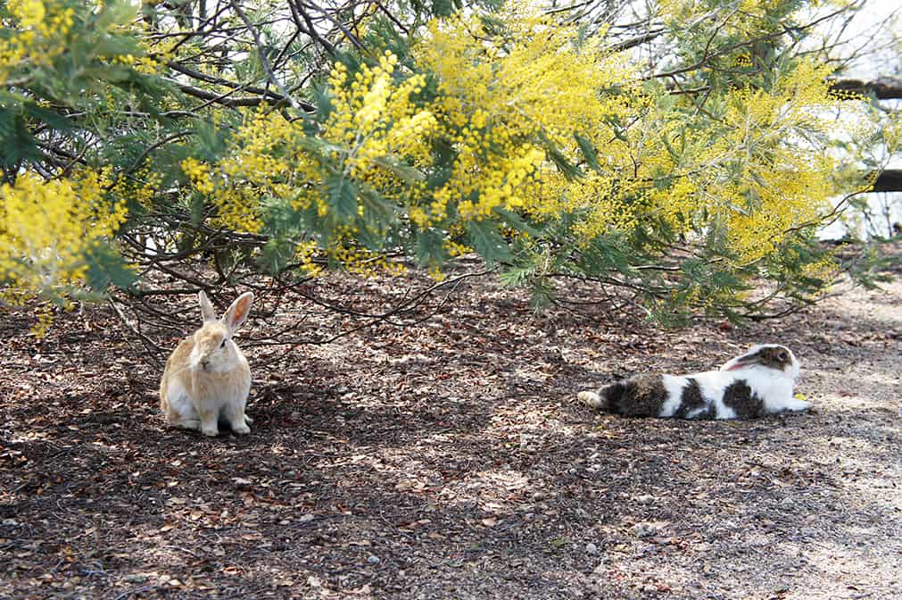 Okunoshima : deux lapins devant du mimosa