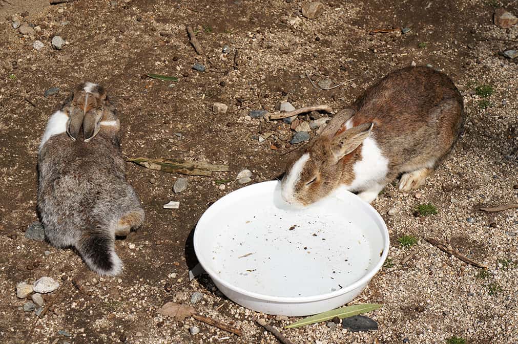 Gamelle d'eau sur l'île des lapins