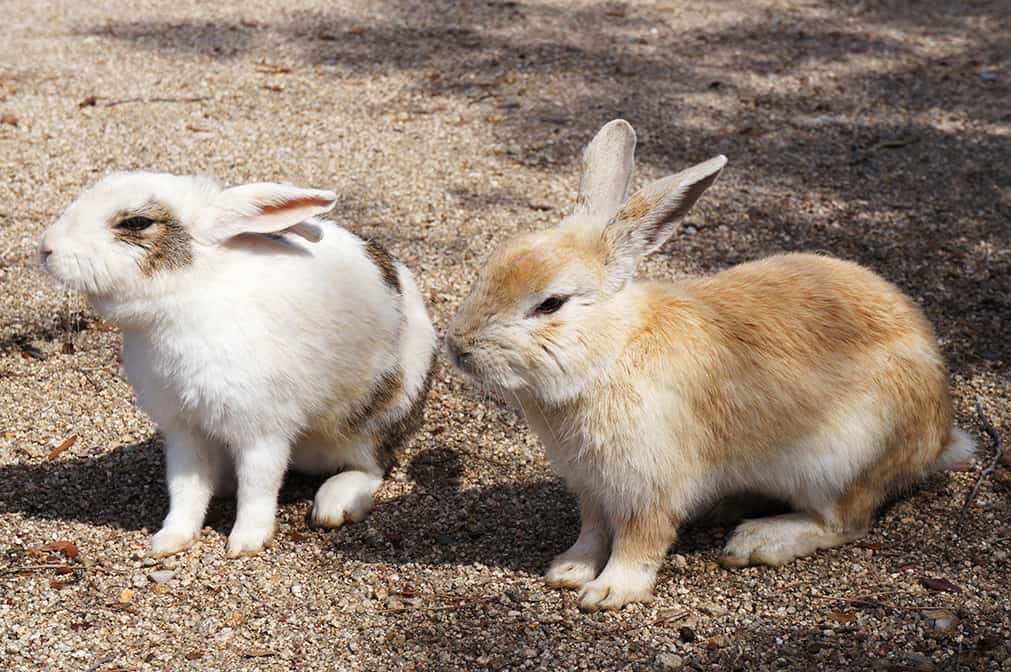 Okunoshima : deux lapins