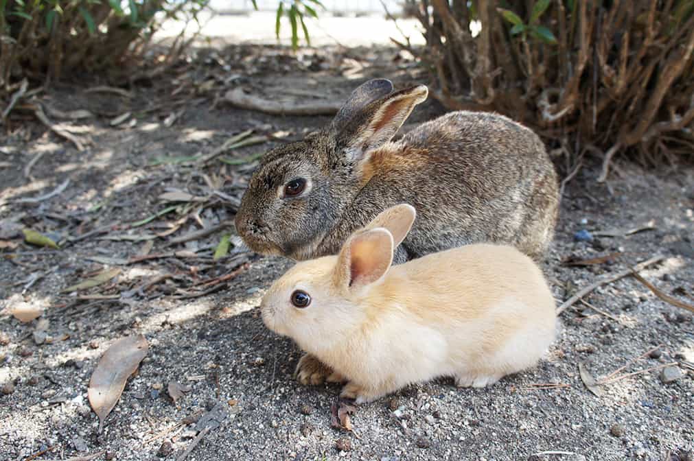 Sur l'île des lapins à Hiroshima : un lapin adulte et un lapinot