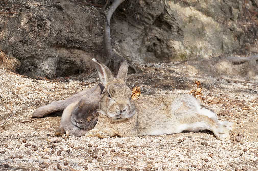 Deux lapins faisant une sieste sur à Okunoshima