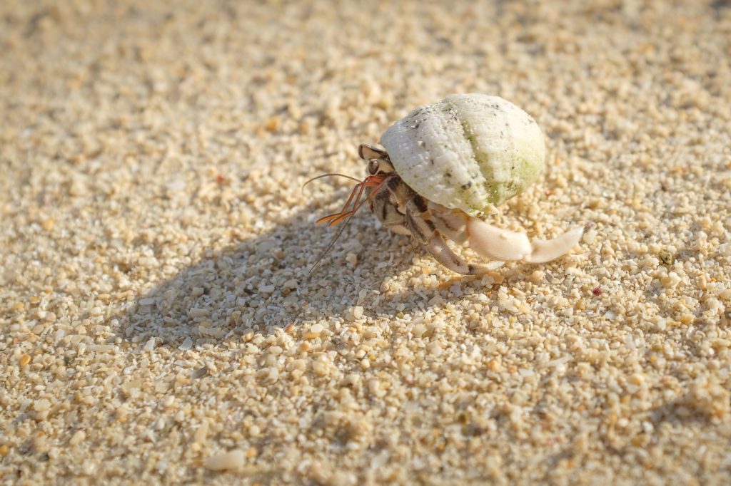 un bernard l'ermite sur une plage de la baie de kabira à Okinawa