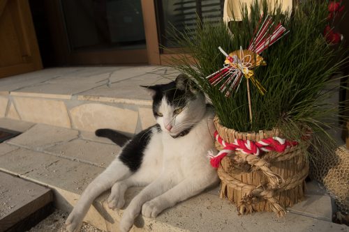 Un des habitants de Taketomi dans la Préfecture d'Okinawa, Japon