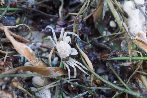 Petit crabe sur une plage de Taketomi dans la Préfecture d'Okinawa, Japon
