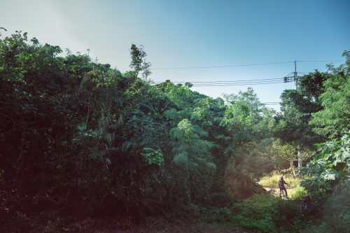 La végétation dense sur l'île de Taketomi dans la Préfecture d'Okinawa, Japon