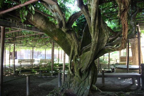 Glycine centenaire au musée des cultures du Nord à Niigata, Japon