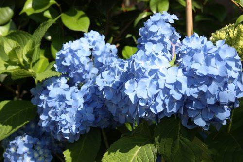 Hortensias en fleurs au musée des cultures du Nord à Niigata, Japon