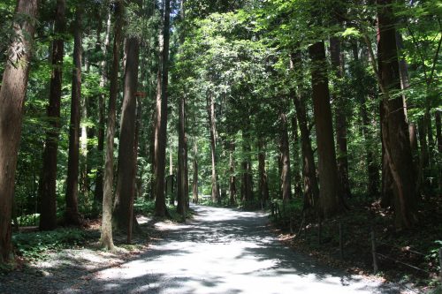 Chemin menant au sommet du Mont Yahiko aux alentours d'Iwamuro, près de Niigata au Japon