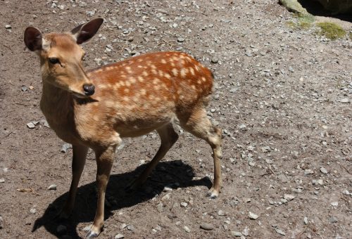 Parc animalier dans l'enceinte du sanctuaire Yahiko aux alentours d'Iwamuro, près de Niigata au Japon
