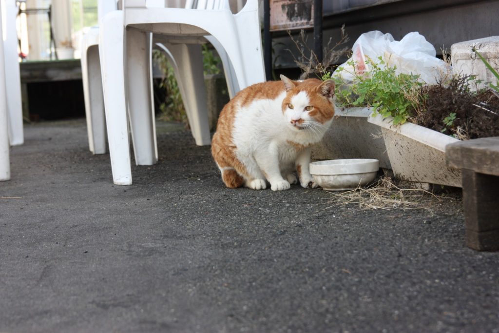 Niigata : à la découverte des spécialités locales