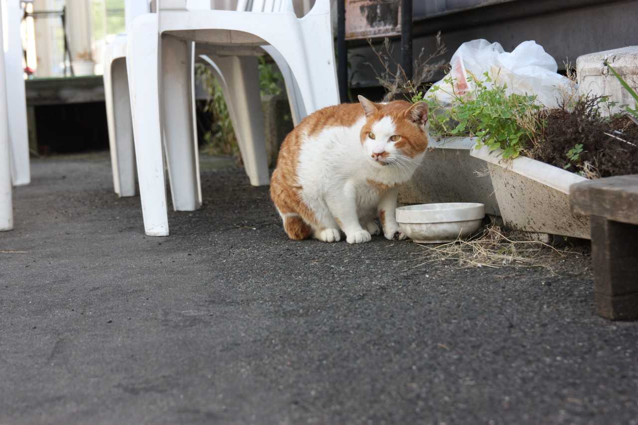 Niigata : à la découverte des spécialités locales