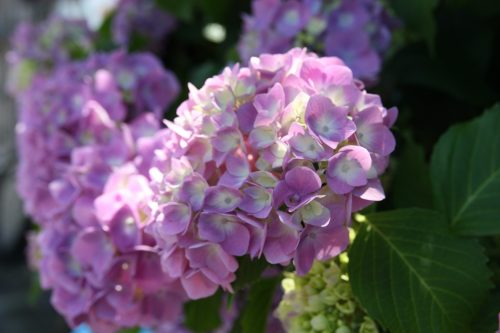 Hortensias en fleurs dans les rues menant au quartier de Nuttari à Niigata, au Japon