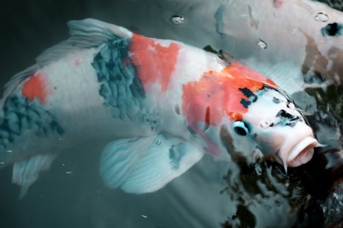 Carpe koi dans le jardin de Fukushuen à Naha dans la Préfecture d'Okinawa, Japon