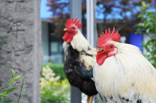 Coqs dans un petit sanctuaire de la ville de Kochi, sur l'île de Shikoku, Japon