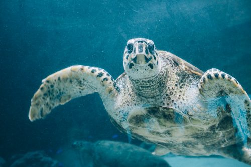 Tortue marine visible à l'aquarium Churaumi sur l'île d'Okinawa, Japon
