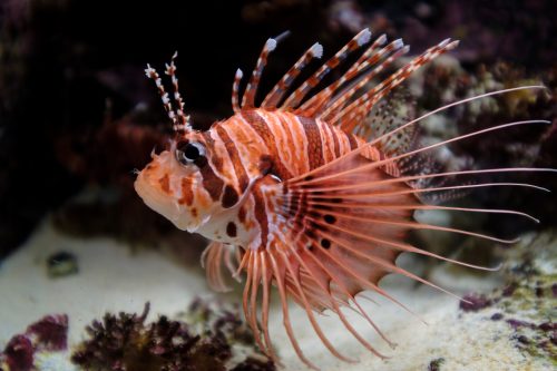 Poisson visible à l'aquarium Churaumi sur l'île d'Okinawa, Japon