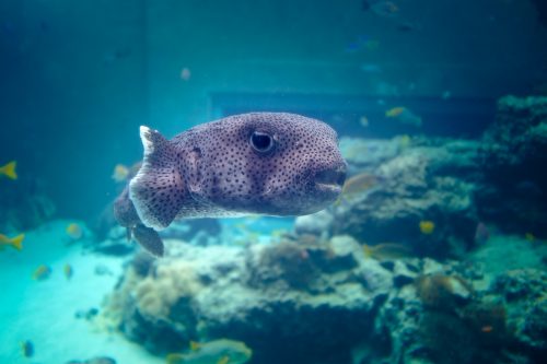 Poisson visible à l'aquarium Churaumi sur l'île d'Okinawa, Japon