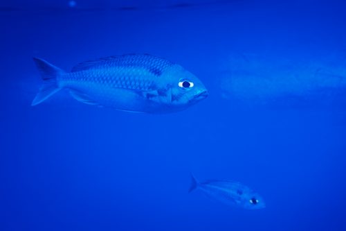 Dans l'aquarium Churaumi sur l'île d'Okinawa, Japon