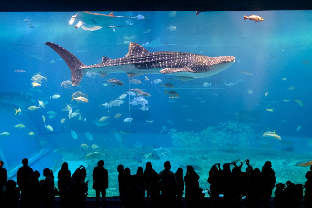 Okinawa : l’Aquarium Churaumi et les environs
