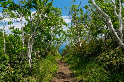 Sentier menant au sommet du Mt. Mokoto à Koshimizu, Hokkaido, Japon
