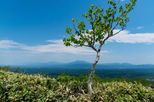Végétation pendant l'ascension du Mt. Mokoto à Koshimizu, Hokkaido, Japon