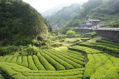 Les champs de thé dans la préfecture de Kochi, Japon