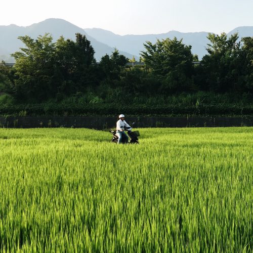 Rizières aux alentours du ryokan Riraku de la ville de Toon, préfecture d'Ehime, Japon
